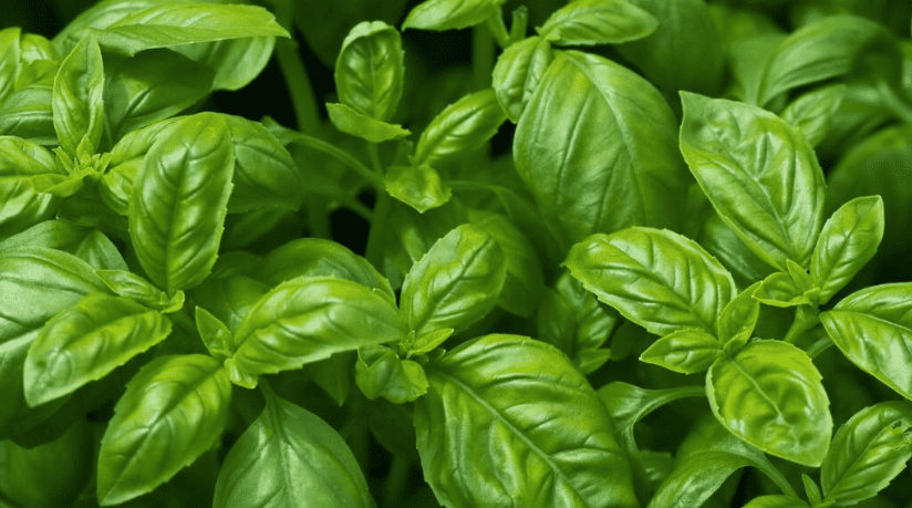 Can you name this lovely herb?