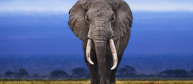 Which big sweetheart is the largest mammal walking on land today?