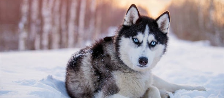 Can you guess this beautiful pup? This sweetie looks a bit like a wolf with a cozy double coat and the most enchanting blue or multi-colored eyes. They were born to pull sleds through the snowy lands of Siberia!